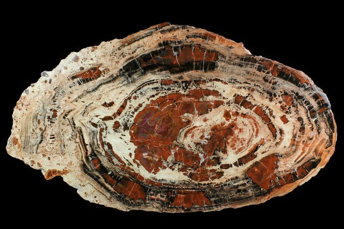 Red & Black Petrified Wood (Araucarioxylon) Slab - Arizona #124235